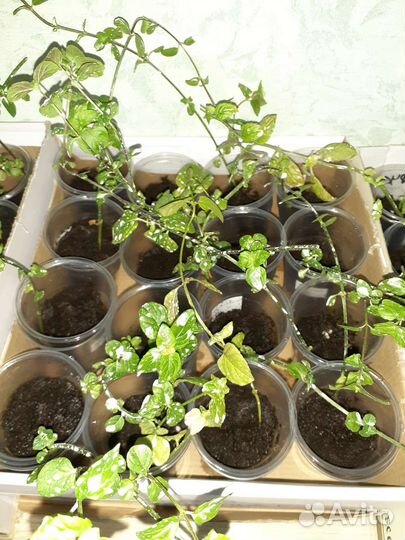 Мята разных вкусов/сортов