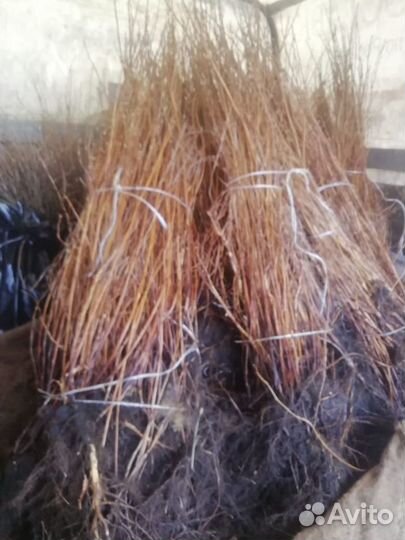 Спирея калинолистная (пузыреплодник, только оптом)