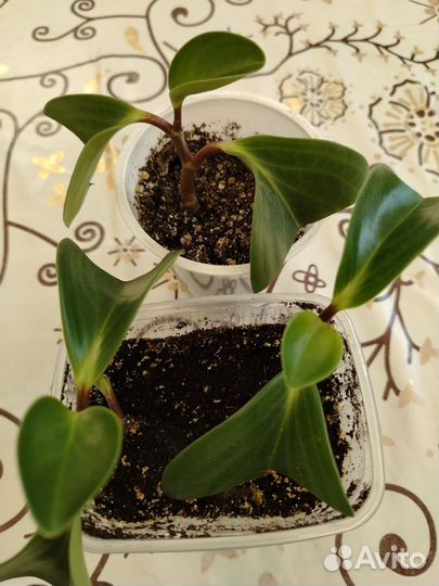 Алоэ лечебный