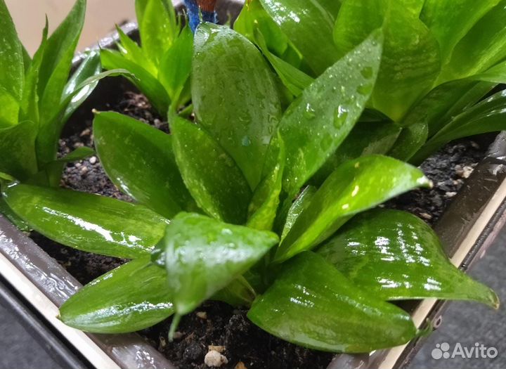 Комнатные растения