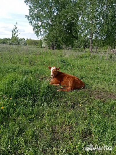 Продам телят телка, и бык