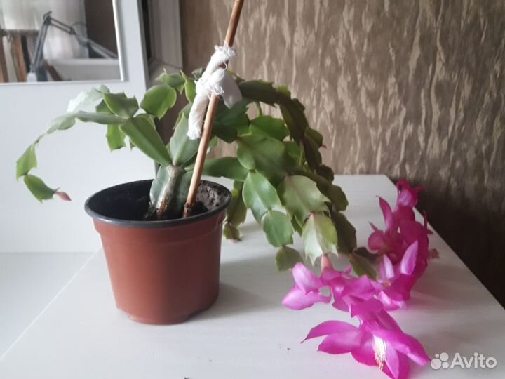 Декабрист, шлюмбергера