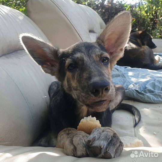 Метис овчарки 3 мес, кобель, красивый окрас