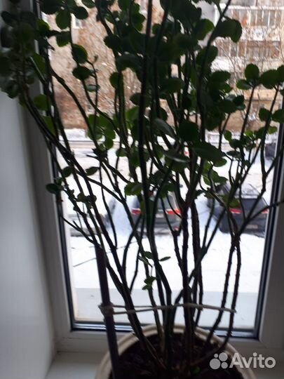 Комнатное растение с красными цветками