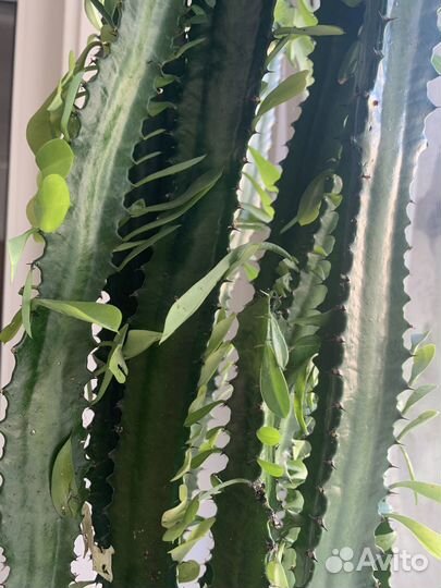 Кактус молочай