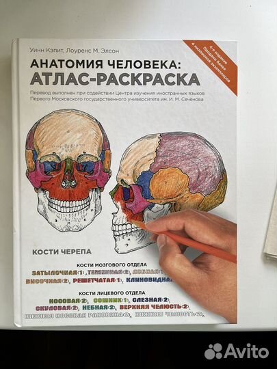 Анатомия человека: атлас-раскраска