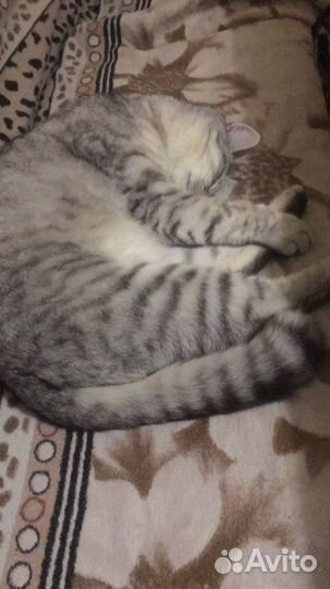 Кот британская шиншила