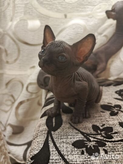 Канадский сфинкс котенок