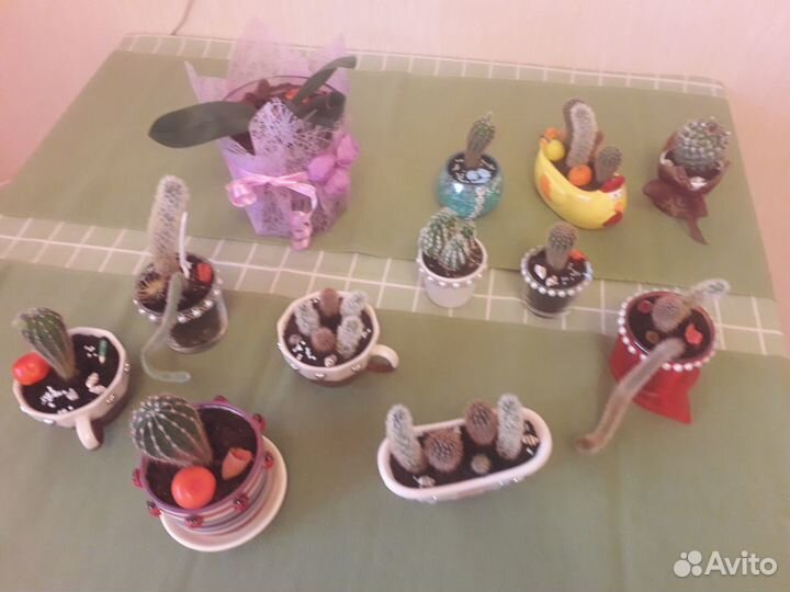 Кактусы коллекция