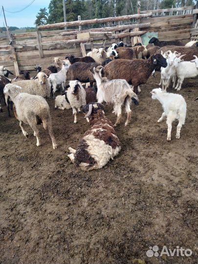 Курдючные бараны овцы