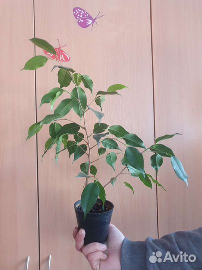 Фикус Бенджамина