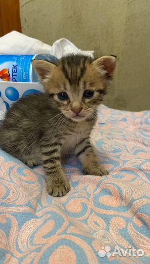 Милые котятки в самые ответственные руки