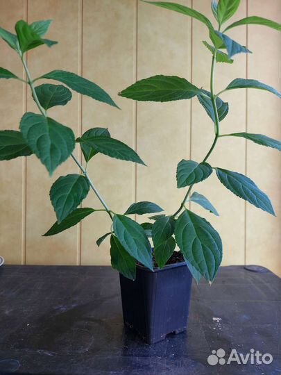 Гортензия метельчатая Полар Бир