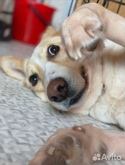 Собака в добрые руки