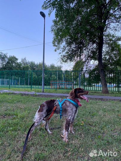 Кинолог, фитнес-тренер,передержка