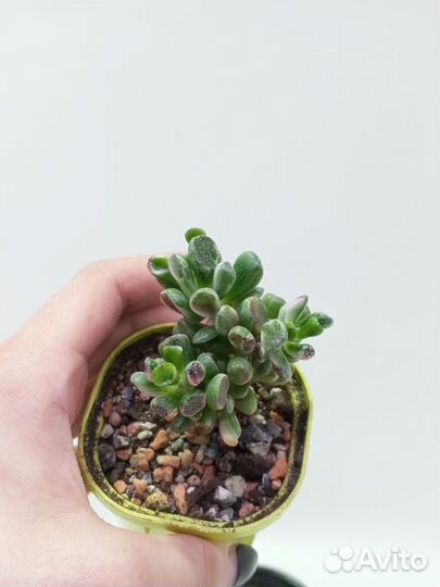 Крассула Голлум Вариегатный