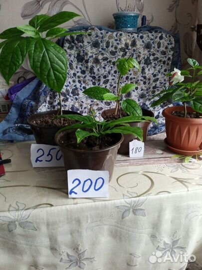 Растения комнатные