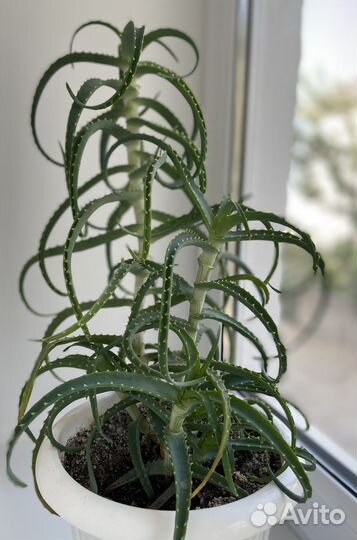 Комнатные цветы алоэ