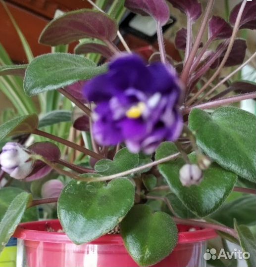 Трейлерные фиалки