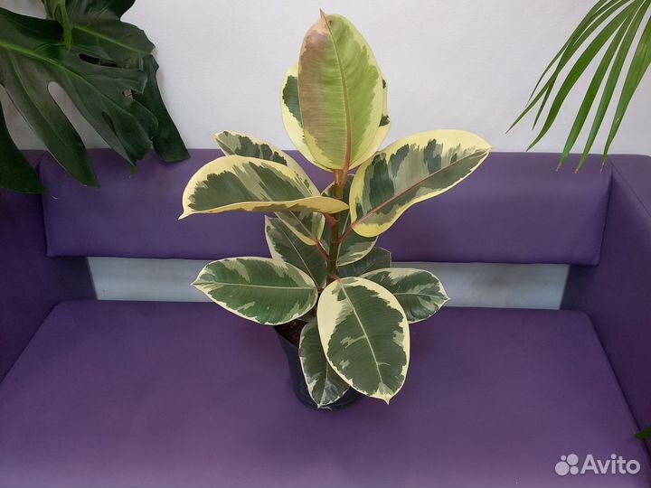 Комнатные растения