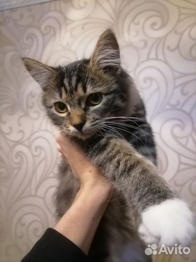 Котенок