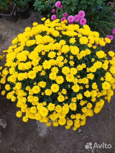 Хризантема мультифлора опт и розница