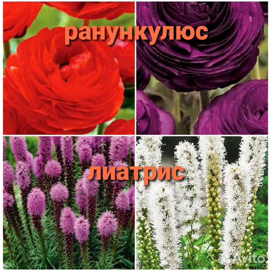 Ранункулюс,Лиатрис