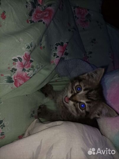 Котёнок в добрые руки мальчик
