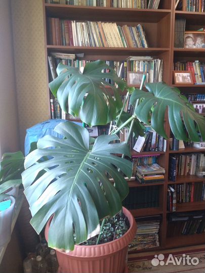 Монстера продам