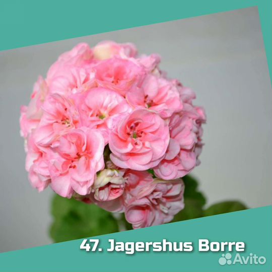 Сортовые пеларгонии