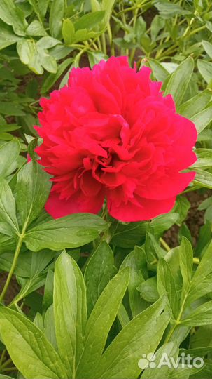 Оптом корни пионов