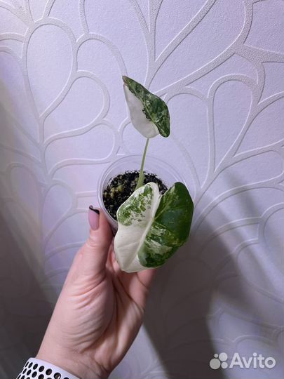 Алоказия Фрайдек вариегатная