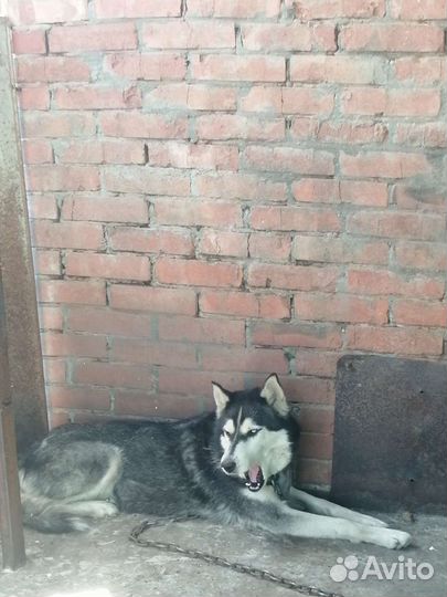 Собака в добрые руки хаски