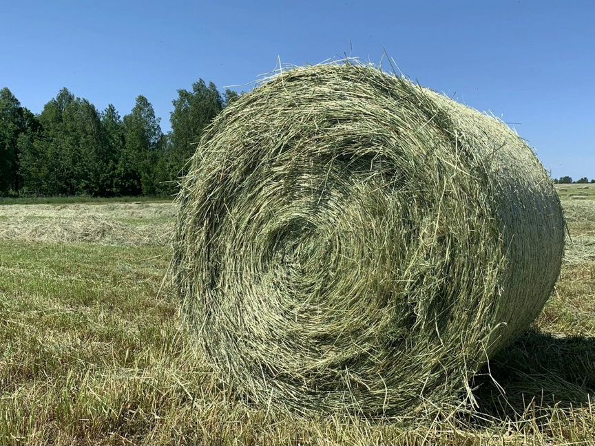 Сено солома в рулона