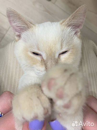 Отдам котика