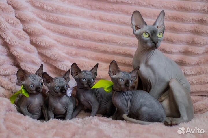 Канадский сфинкс