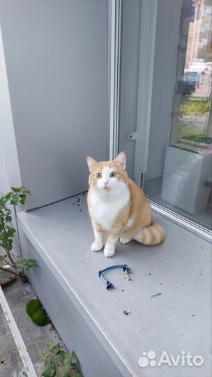 Кот или кошечка