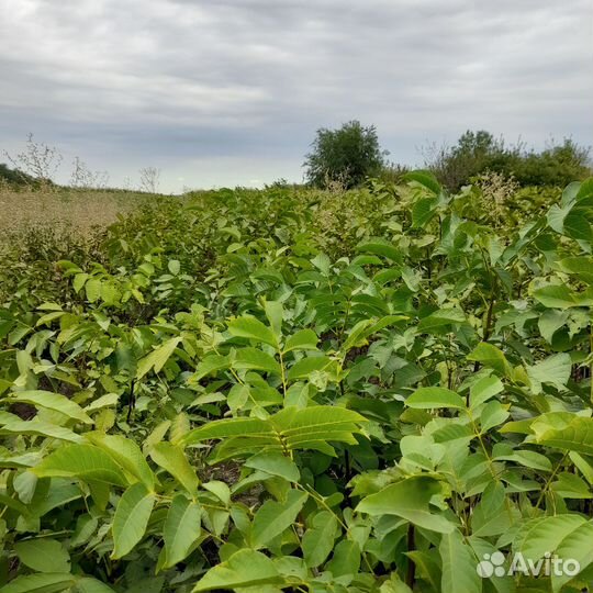 Грецкий орех саженцы 1,2 года на промышленный сад