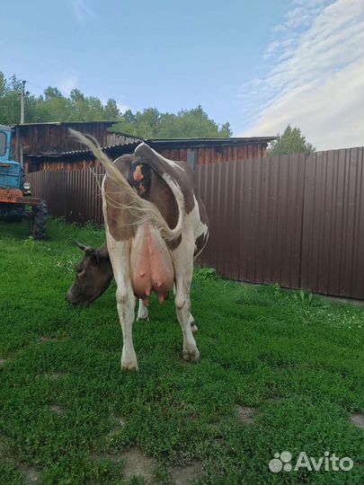 Продам коров