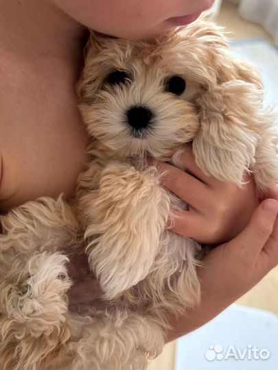 Щенок мальтипу мини мальчик baby face