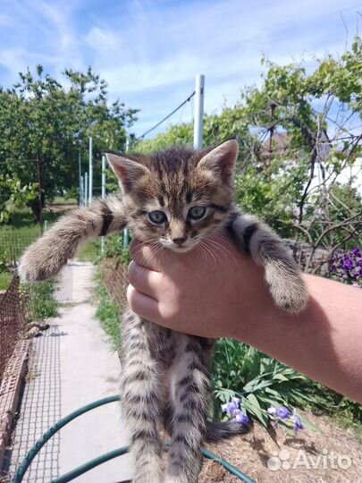 Котята