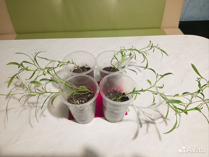 Вегетативный Алисум, вег.гвоздика,ипомея ботат