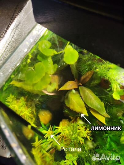 Аквариумные растения, теодоксус