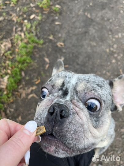 Французский бульдог кобель вязка