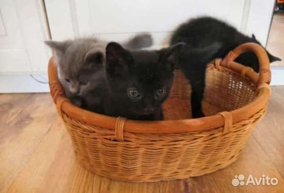 Котята в добрые руки 1 месяц