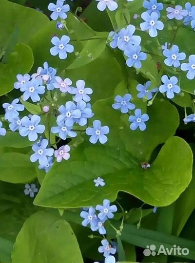 Бруннера клубни.Примула