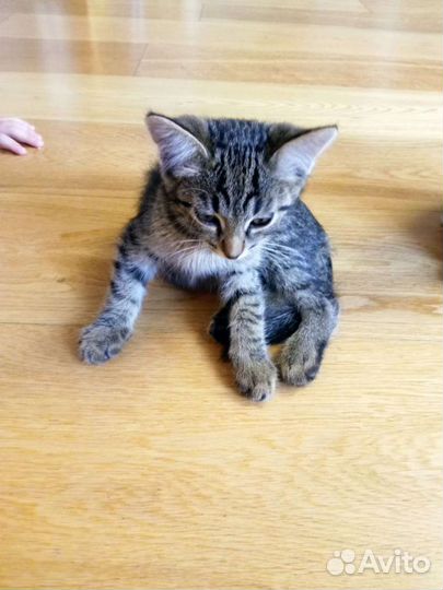 Котенок мальчик в добрые руки