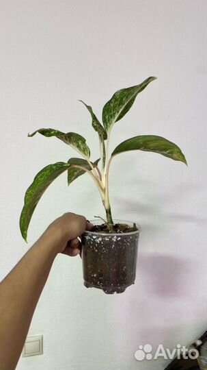 Аглаонемы разные сорта