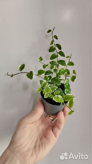 Фикусы пумила: Минима, Санни, Грин санни, Кёрли