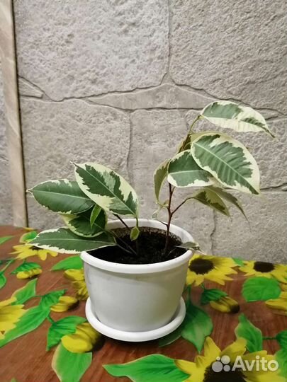 Фикус бенджамина